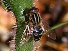 Syrphid Fly